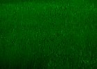 green.jpg